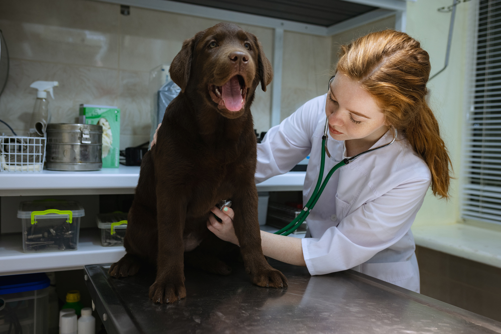Artificial Reproduction Techniques for Dogs and Cats (AI) - ReproVet